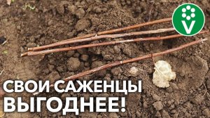 ЧЕРЕНКУЙТЕ КУСТАРНИКИ ОСЕНЬЮ! Что и как размножить одревесневшими черенками?