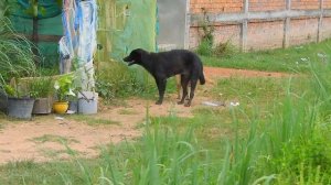 Rural dogs walking & swimming under raining