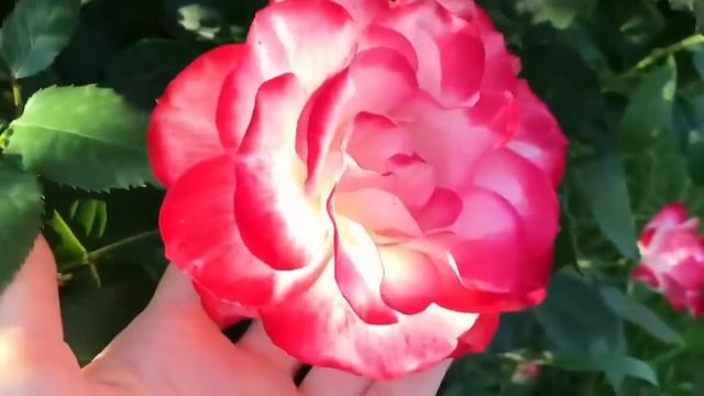 Розы флорибунда ? Лучшее украшение сада! ?
