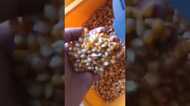Очистка кукурузы для попкорна  2020 год - Зерноочистительная машина, сепаратор зерна