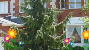 Кипарисовик нутканский. Краткий обзор, описание характеристик chamaecyparis nootkatensis