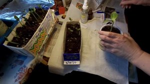 Прививка арбузов на лагенарии. 7 мая 2021 г.