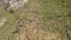 ежевика Блек Даймонд,результат зимовки без укрытия 15.04.