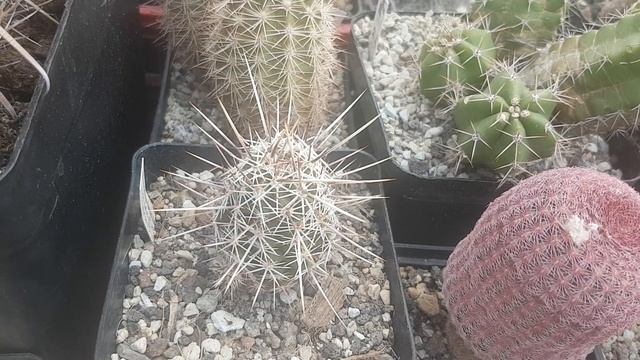 Кактусы эхиноцереусы.Что это за птицы???Echinocereus.72