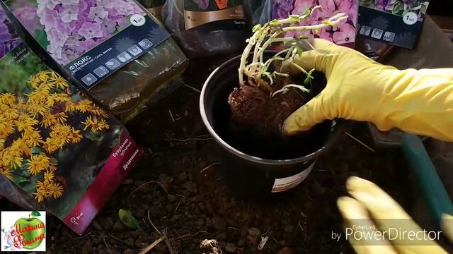 Весенняя посадка многолетников