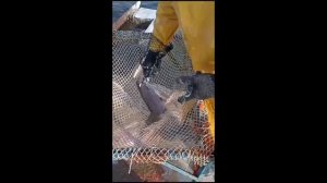 Как правильно доить от красной икры форель учитесь у рыборазводчиков из Еревана!!!