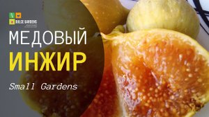 Инжир Медовый Россия | Small Gardens