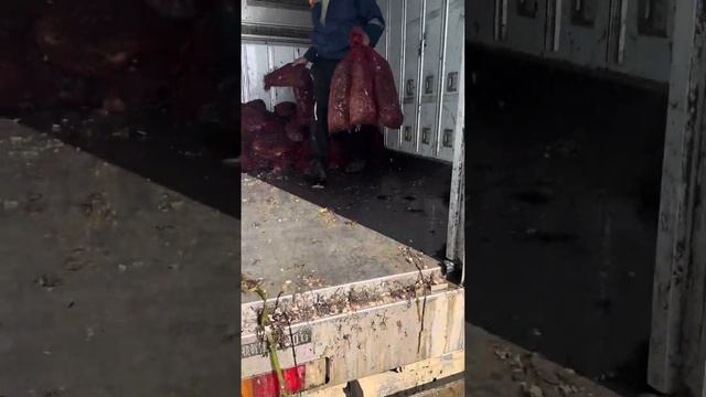 Крутое дело ! Высадка молоди гребешка приморского ! simple matter! Landing of juvenile sea scallop!