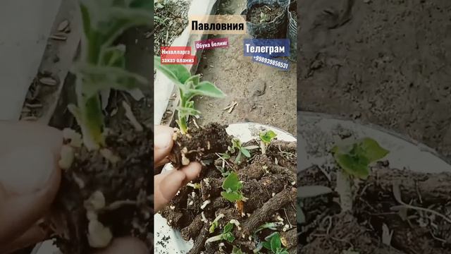 #pavlovniya каналга обуна болинг смотреть онлайн