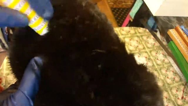 Мех стал жирным? Как почистить жирный мех средством SNOWTER? смотреть онлайн