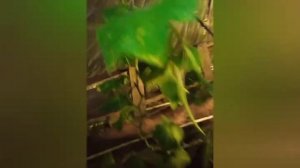 Стрекар, КС. фунгицид+бактерицид. 10.10.21