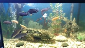 Аквариум с цихлидами 240 литров,  открывающая ракушка.