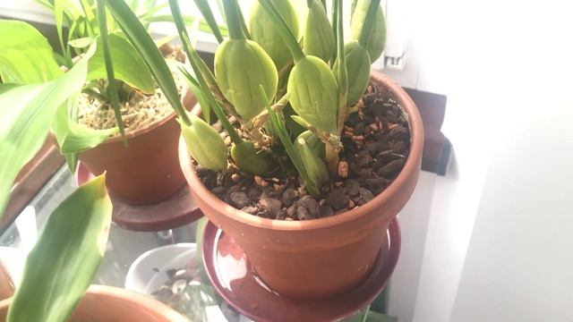 Обзор орхидей август 2018 + Понижаю температуру смотреть онлайн