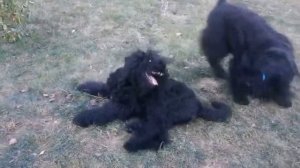 Питомник РЧТ "Отважный воин"