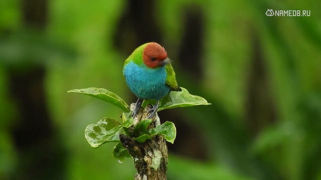 Они не хотят замуж: Топ 4 самых свободолюбивых женщин по знаку Зодиака смотреть онлайн