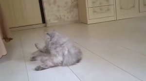 Как движется кошечка с мозжечковой атаксией