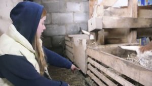 СОДЕРЖАНИЕ КОРОВ В ДЕРЕВНЕ. СТОЙЛО. КОРОВНИК. АЙРШИРСКАЯ ПОРОДА КРС