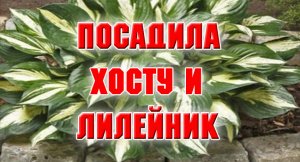 Подсаживаю цветы в клумбу.mp4