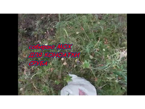 Собираю мох для конопатки сруба.Хороший мох с болота.