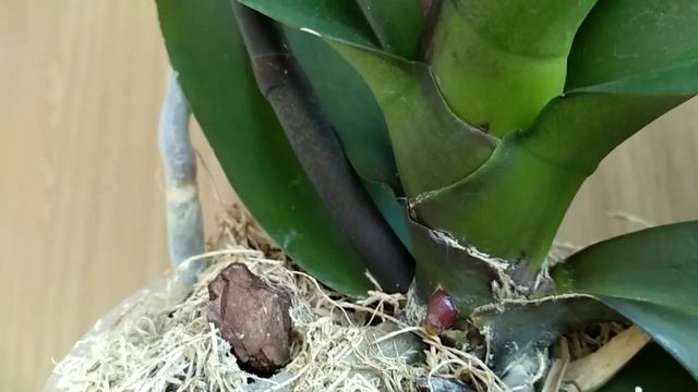 ОТ ЭТОГО корни орхидеи "ЛЕЗУТ"! ПОЛЬЗА КОРНЕВИНА орхидеи! ВЫЗОВ корней! орхидеи КОРНЕВИН мой отзыв! смотреть онлайн