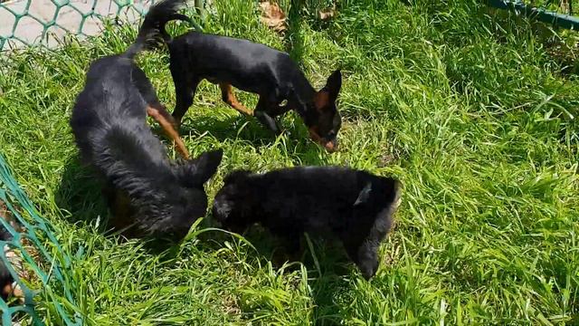 Щенки Пражского крысарика смотреть онлайн