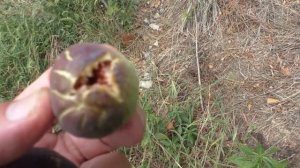 Инжир японский сорт Масуи Дофин