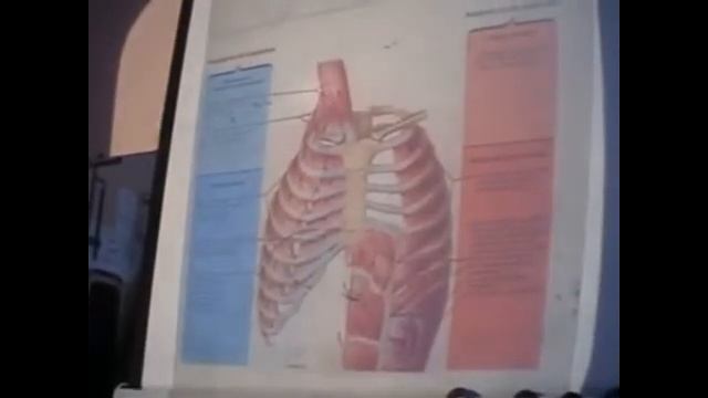 Васильева Л Ф Легкие 1 смотреть онлайн
