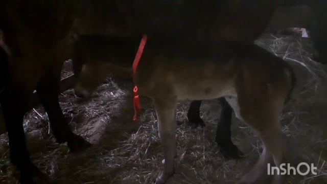 Как сложно назвать жеребенка. смотреть онлайн