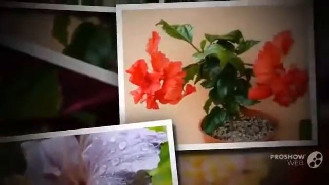 Цветы Китайская роза (Rosa Chinensis flower)