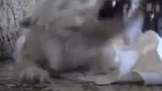 Рэмикс злой собаки смотреть онлайн