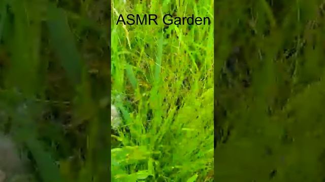 асмр сад без слов #Shorts