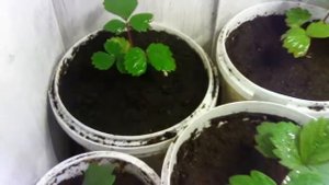 Клубника из семян,сорт Альбион, Монтерей,Аромас