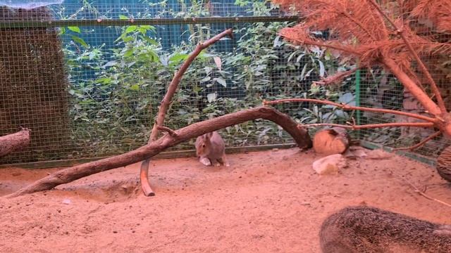 Ягодные зайцы смотреть онлайн