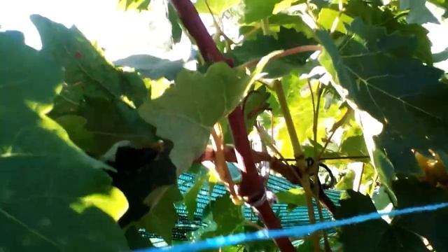 АПОЛЛИНАРИЯ- обзор за 2020г