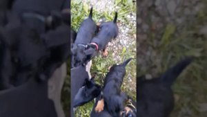 Щенки ягдтерьеры-стая.