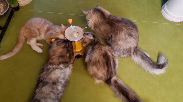 У НАШИХ КОШЕК ПОЯВИЛАСЬ НОВАЯ ИГРУШКА!🐈🕹 смотреть онлайн