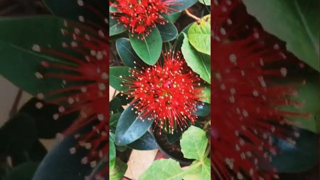 Bright Red Metrosideros flowers from our Garden.!