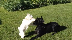 Ризеншнауцер против цвергшнауцера