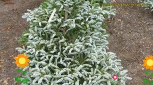 Пихта корейская Силвер Стар. Краткий обзор, описание характеристик abies koreana Silver Star