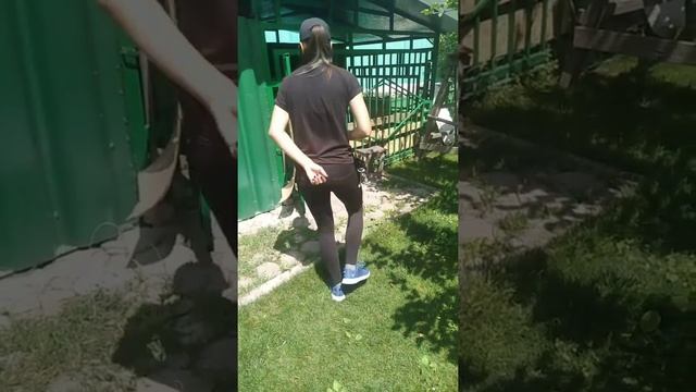 Дрессировка собак/ Немецкая овчарка и бишон фризе смотреть онлайн