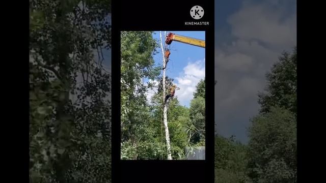 Спил дерева с автокраном #spilarbo #stumpgrinder #boxer #арбористы #валкадеревьев #спилдеревьев