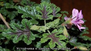 Пеларгония душистая