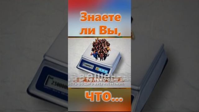 Знаете ли Вы, Что? Насекомые