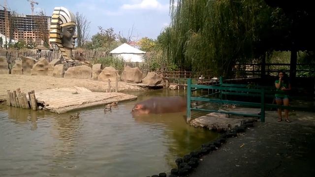 Краснодарский зоопарк и бегемот Жужа смотреть онлайн