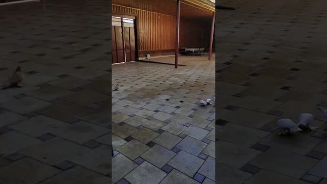 Узбекские бойные голуби Чечни (гнёзда голубей) смотреть онлайн