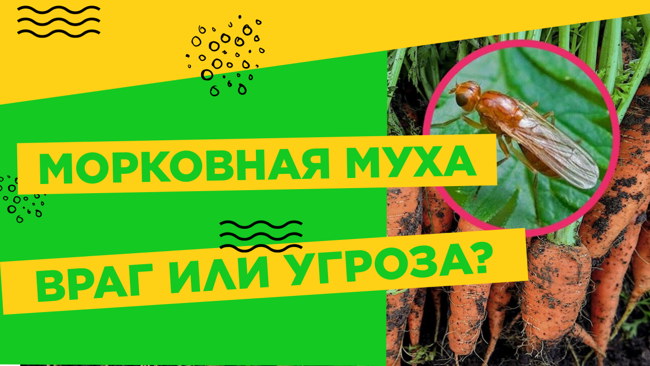 Морковная муха чем обработать. Морковная Муха. Луковая и морковная Муха. Препарат от луковой и морковной мухи. Борьба с морковной мухой.