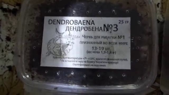 Сколько червя дендробена в баночке/Вес один, а количество разное/Разведение червя дендробена