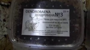 Сколько червя дендробена в баночке/Вес один, а количество разное/Разведение червя дендробена