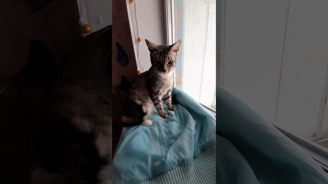 Маленькая голова и  длинные задние  ноги бегуна.Кот Сёма . Small head . смотреть онлайн