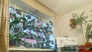 Неофинетии на 11.02.19. Уход, полив.